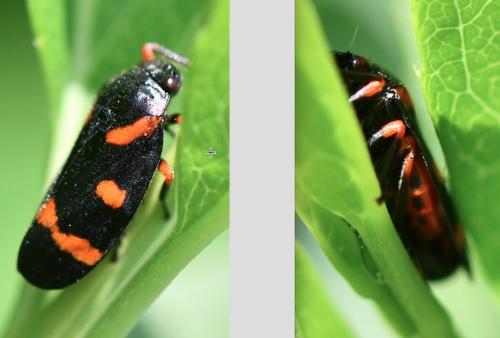 Cercopis intermedia